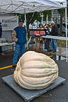 Oswego Pumpkin Fest