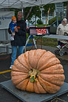 Oswego Pumpkin Fest