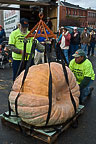 Oswego Pumpkin Fest