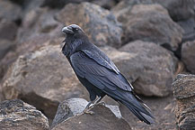 Crow