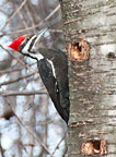 Pileated Woodpecker