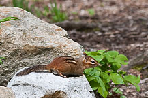 Chipmunk