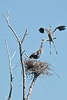 Sterling Nature Center Herons