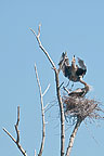 Sterling Nature Center Herons