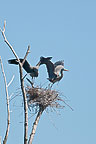 Sterling Nature Center Herons