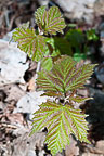 Leaves Sterling Nature Center