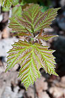 Leaves Sterling Nature Center