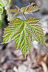 Leaves Sterling Nature Center