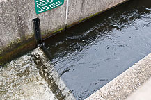 Salmon River Fish Hatchery Open House, 2010