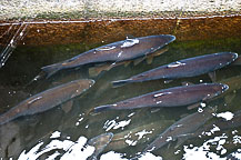 Salmon River Fish Hatchery Open House, 2010