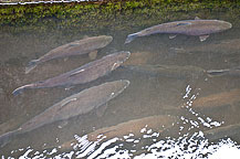 Salmon River Fish Hatchery Open House, 2010