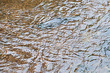 Salmon River Fish Hatchery Open House, 2010