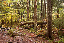 Trail to Auger Falls