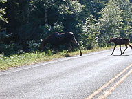 Going to the Sun Road, Glacier National Park, MT