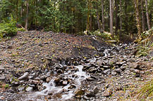 Stream in the Hoh Rain Forest