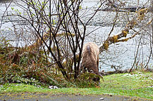 An Elk