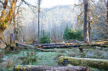 Hoh Rain Forest