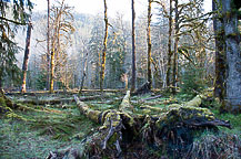 Hoh Rain Forest