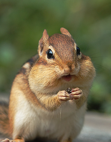 http://www.lakeshoreimages.com/images9/chipmunk4.jpg