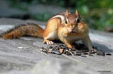 Chipmunk