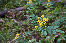 Oregon Grape - State Flower