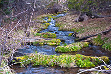 Stream on Road to Tumalo Falls