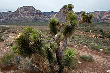 Red Rock Canyon