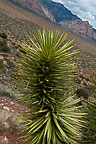 Red Rock Canyon Overlook