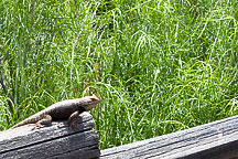 Campground Wildlife