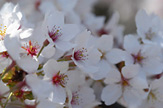 Cheery Blossoms