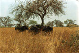 Karin & Brian in Cameroon