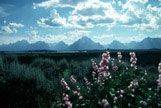 Tetons #2, WY