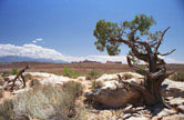 Tree, Arches, UT