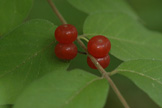 Berries