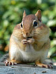 Chipmunk