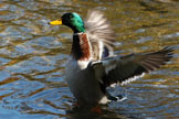 Mallard