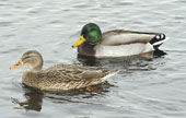 2 Mallards