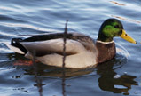 Mallard