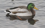 Mallard