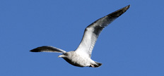 Seagull