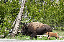 Yellowstone National Park