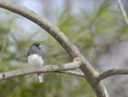 Northern Junco