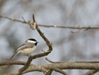 Black Capped Chickadee