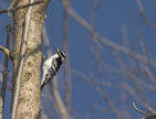 Female Downy Woodpecker