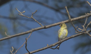 Goldfinch Winter Colors