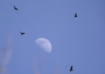 Turkey Vultures & the Moon