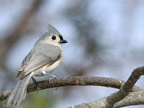 Tufted Titmouse