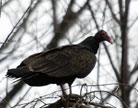 Turkey Vulture