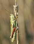 Grasshopper