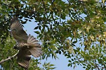 Juvenile Red-Shouldered Hawk